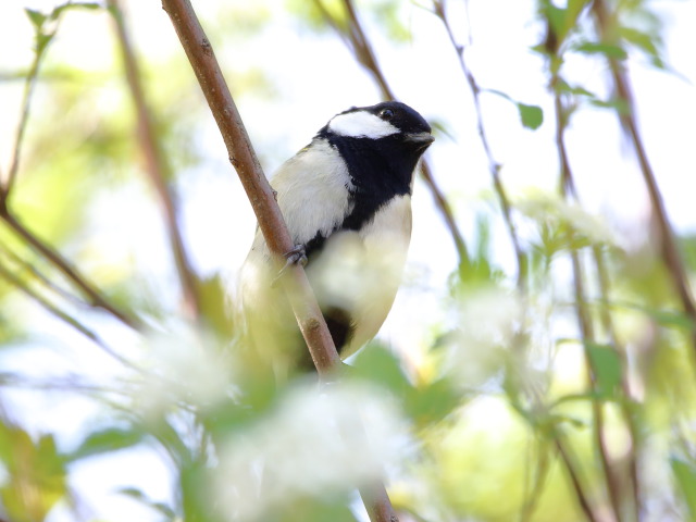 シジュウカラ112