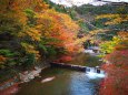 京都清滝紅葉