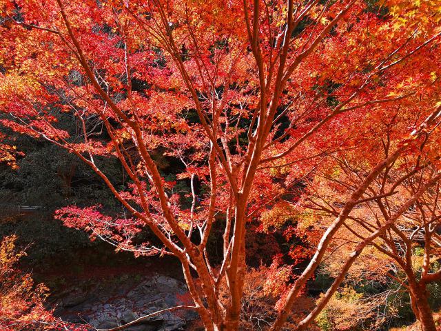 京都高雄紅葉