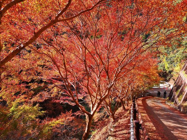 京都高雄紅葉