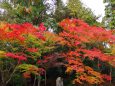 京都高雄紅葉