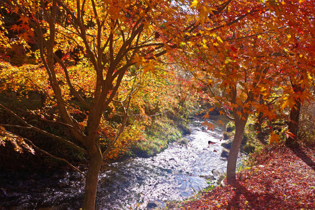 滝川渓谷 眩しい紅葉