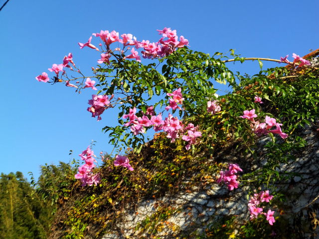 紺碧の空に咲く花