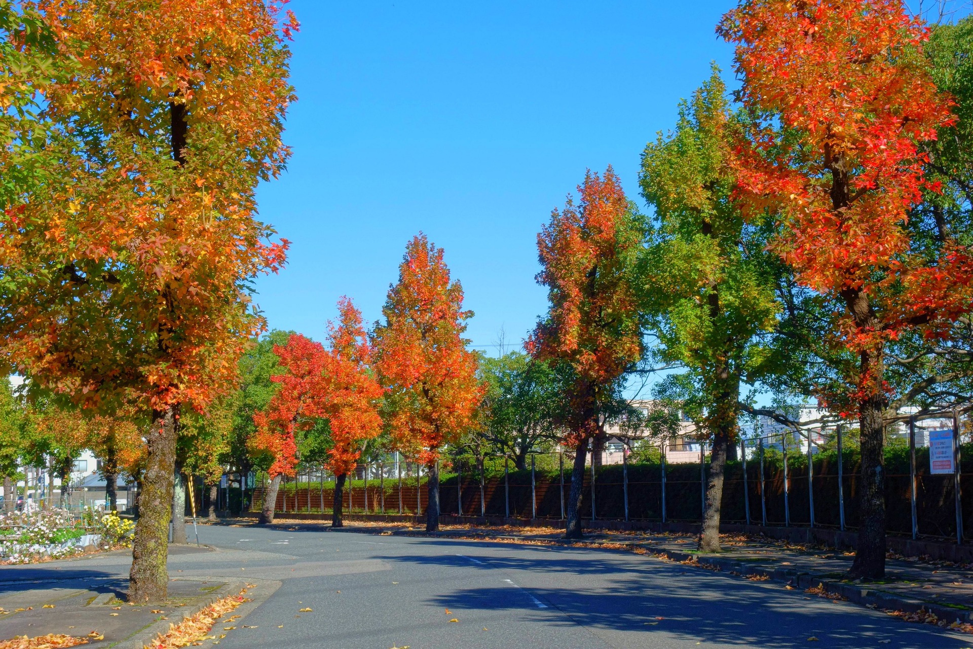 日本の風景 秋の街路樹 壁紙19x1280 壁紙館