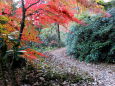 山道の紅葉