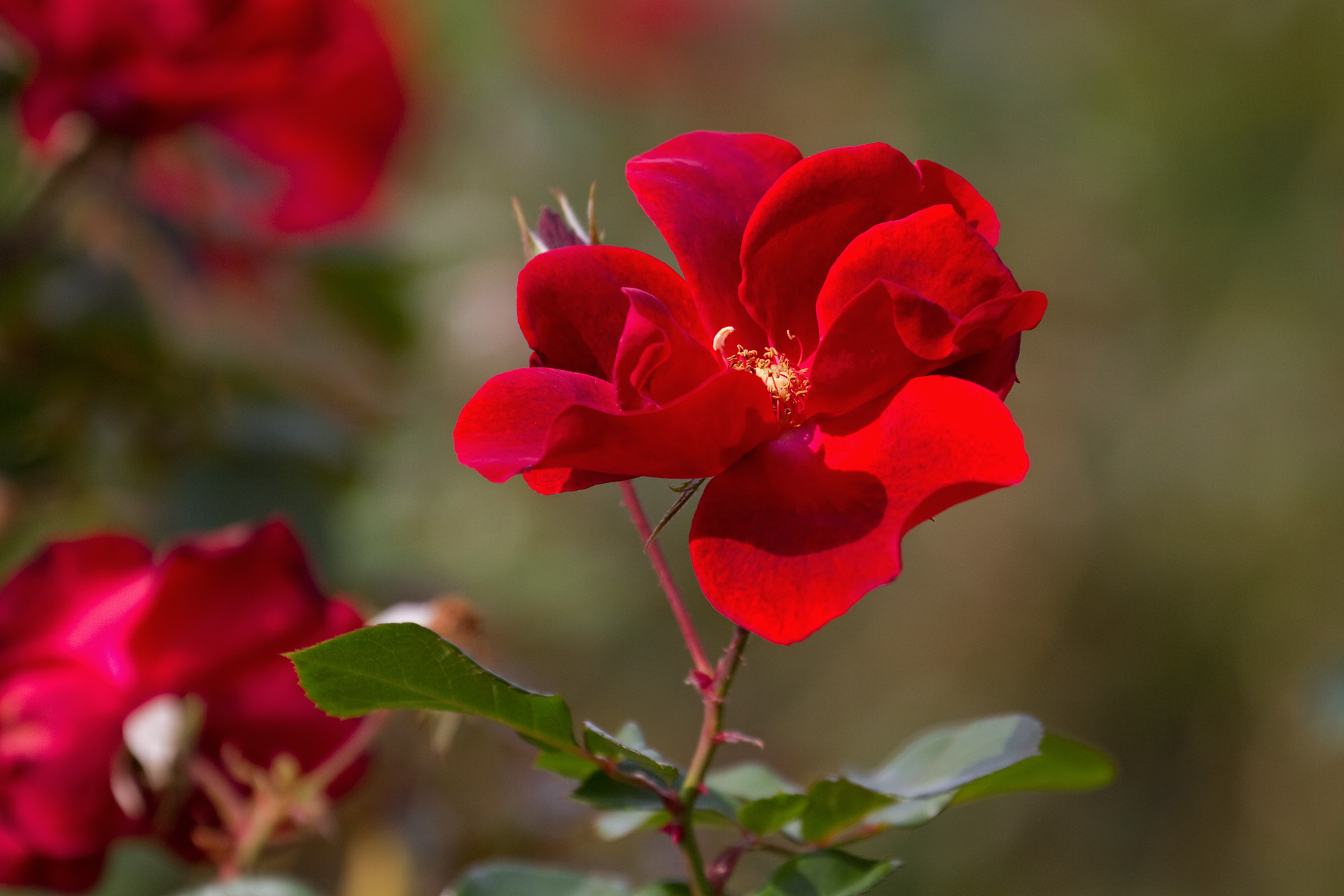 花 植物 アンダルシアン 壁紙19x1280 壁紙館