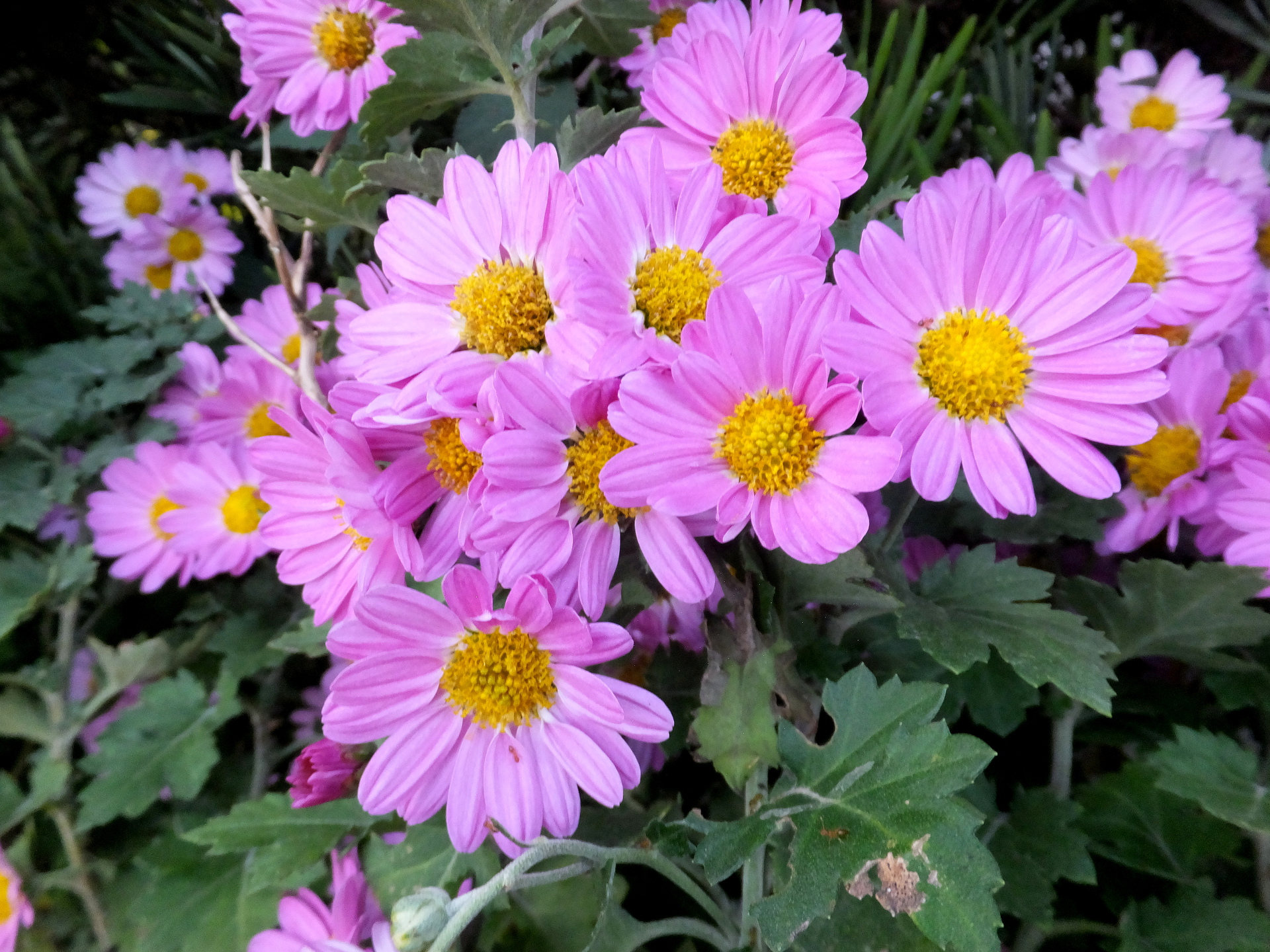 花 植物 きれいなピンク菊の花 壁紙19x1440 壁紙館