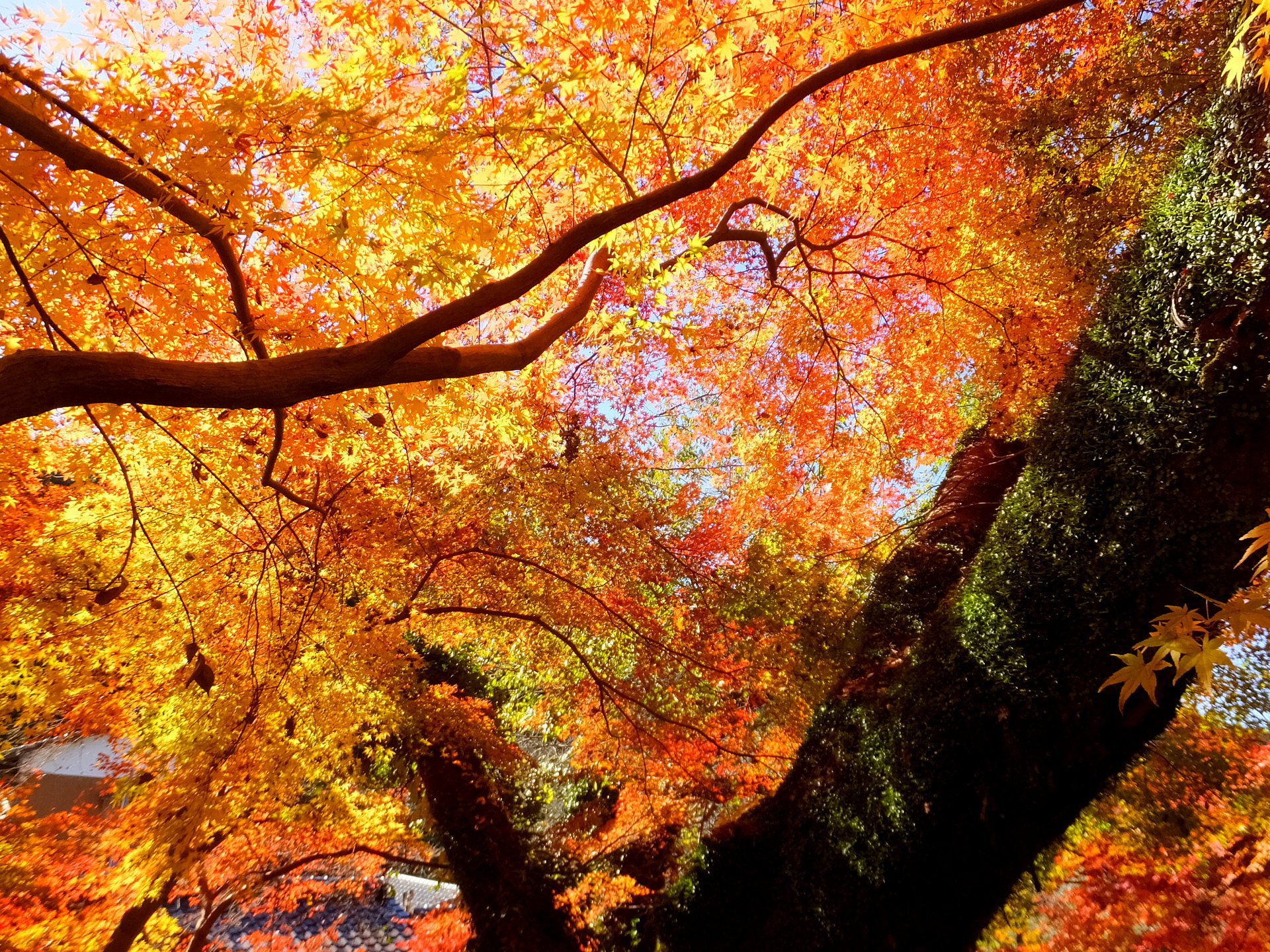 花 植物 感動の紅葉 壁紙1920x1440 壁紙館