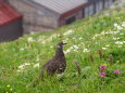 白馬岳の雄雷鳥5