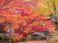 法泉寺の紅葉-3