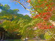鎌倉 長寿寺の紅葉
