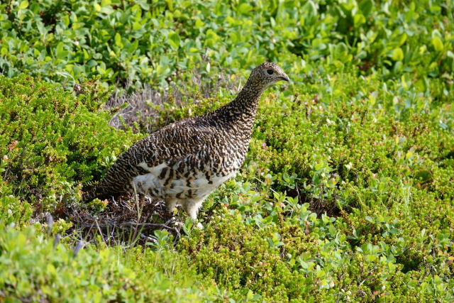 御嶽山のママ雷鳥