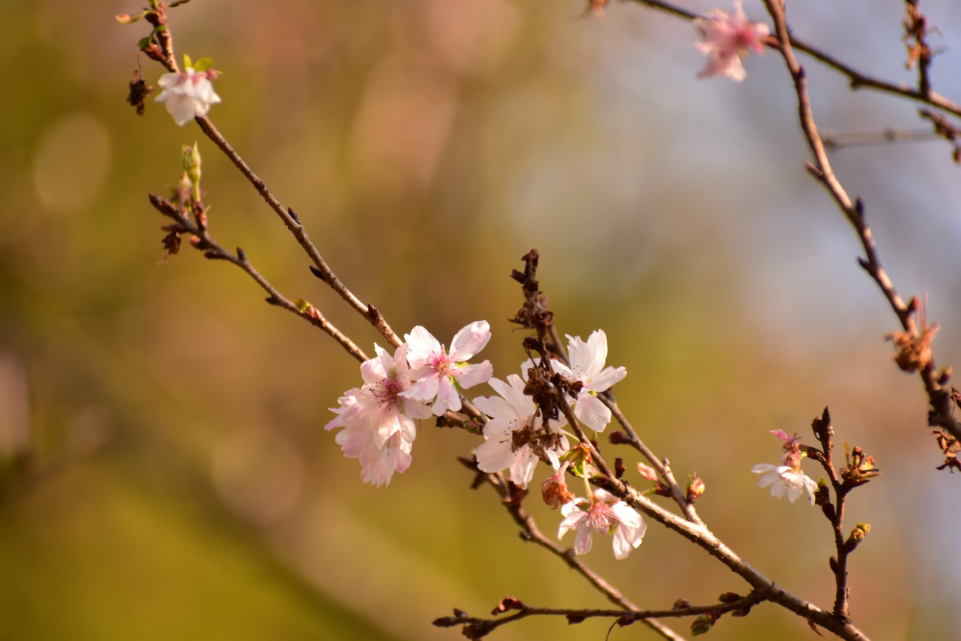 花 植物 10月桜 壁紙19x1280 壁紙館