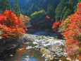 渓流の紅葉 奥津渓谷11