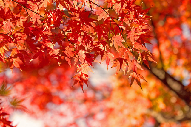 紅葉