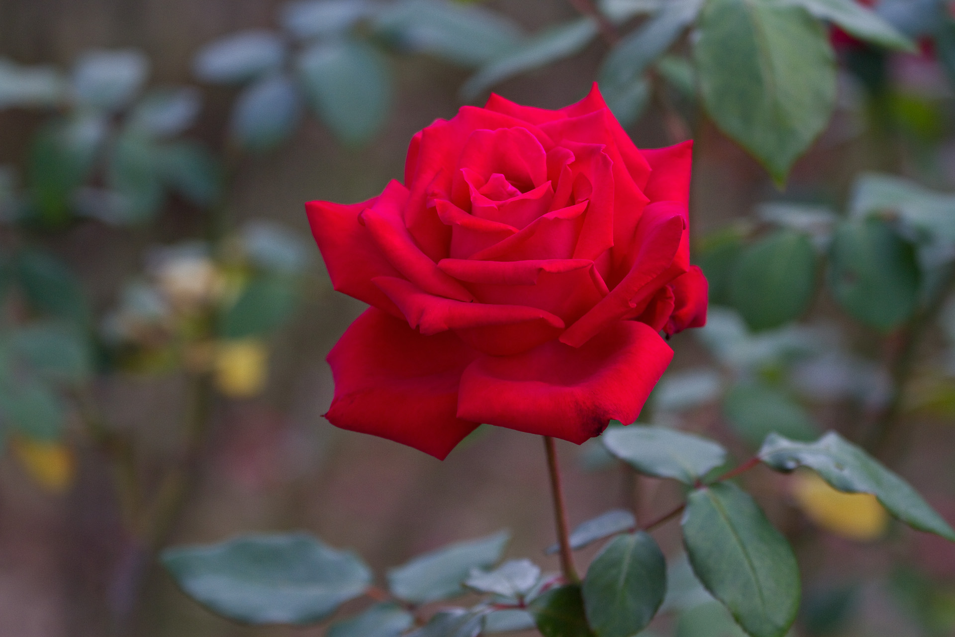 花 植物 クリスチャンディオール 壁紙19x1280 壁紙館