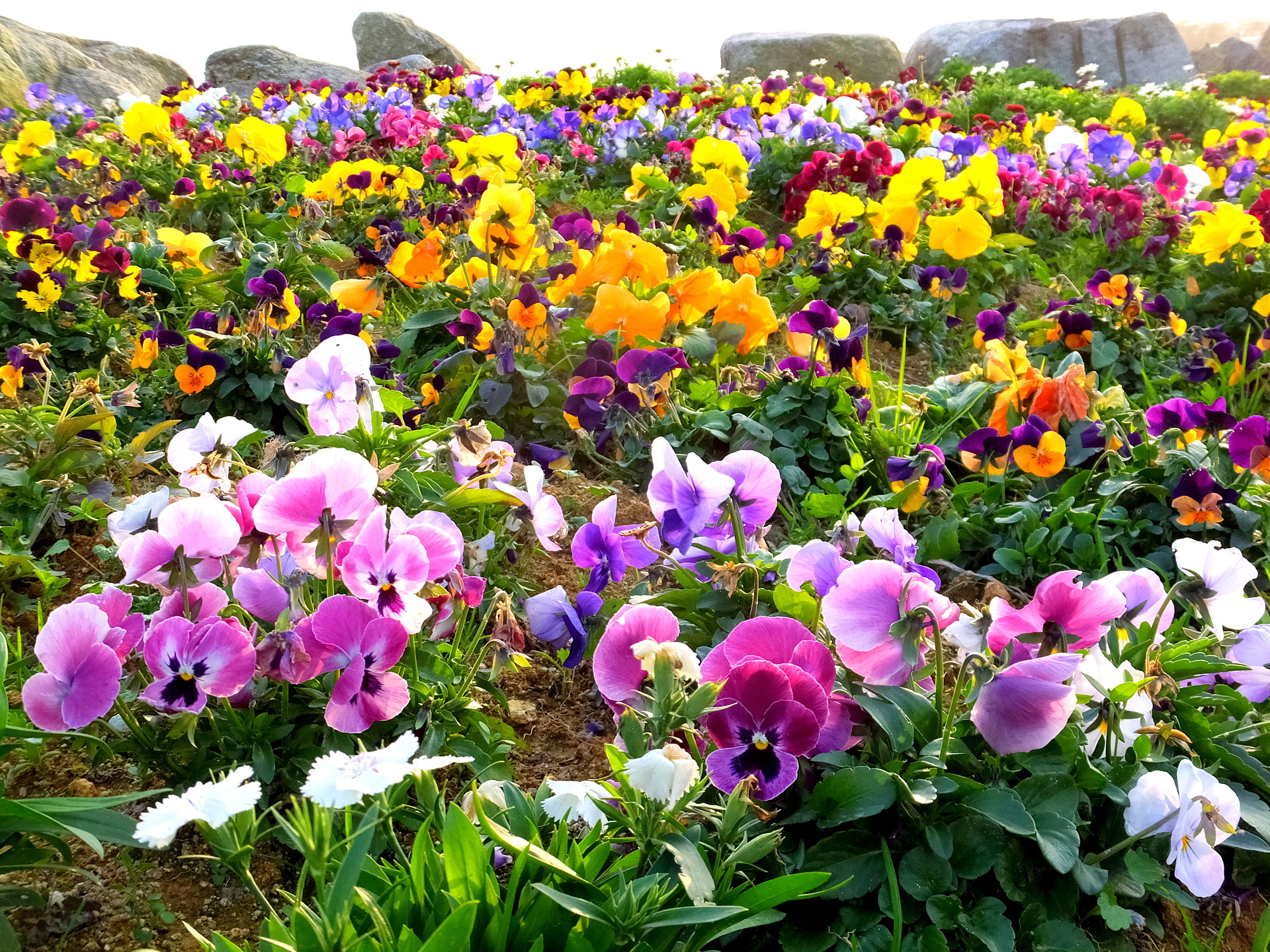 花 植物 パンジーのお花畑 壁紙19x1440 壁紙館