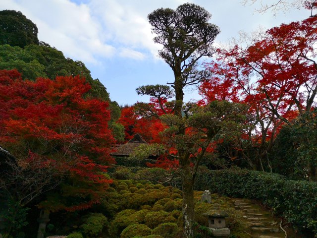 今福寺紅葉