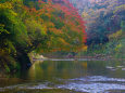 養老川沿いの紅葉