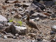 御嶽山のママ雷鳥3