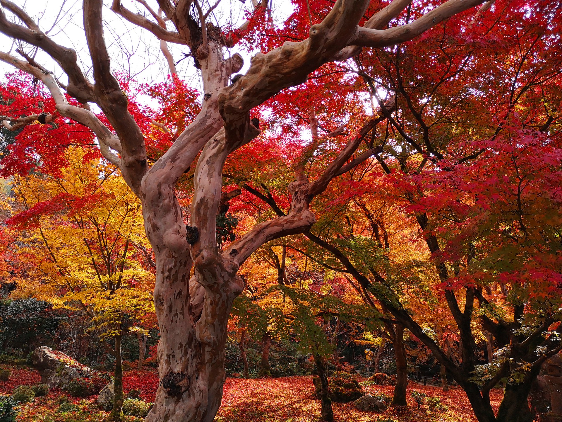 日本の風景 圓光寺紅葉 壁紙19x1440 壁紙館