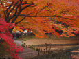 小石川後楽園 内庭の紅葉