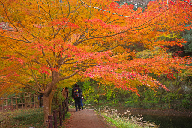 養老渓谷の紅葉