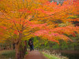 養老渓谷の紅葉