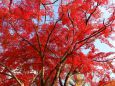 鷺森神社紅葉