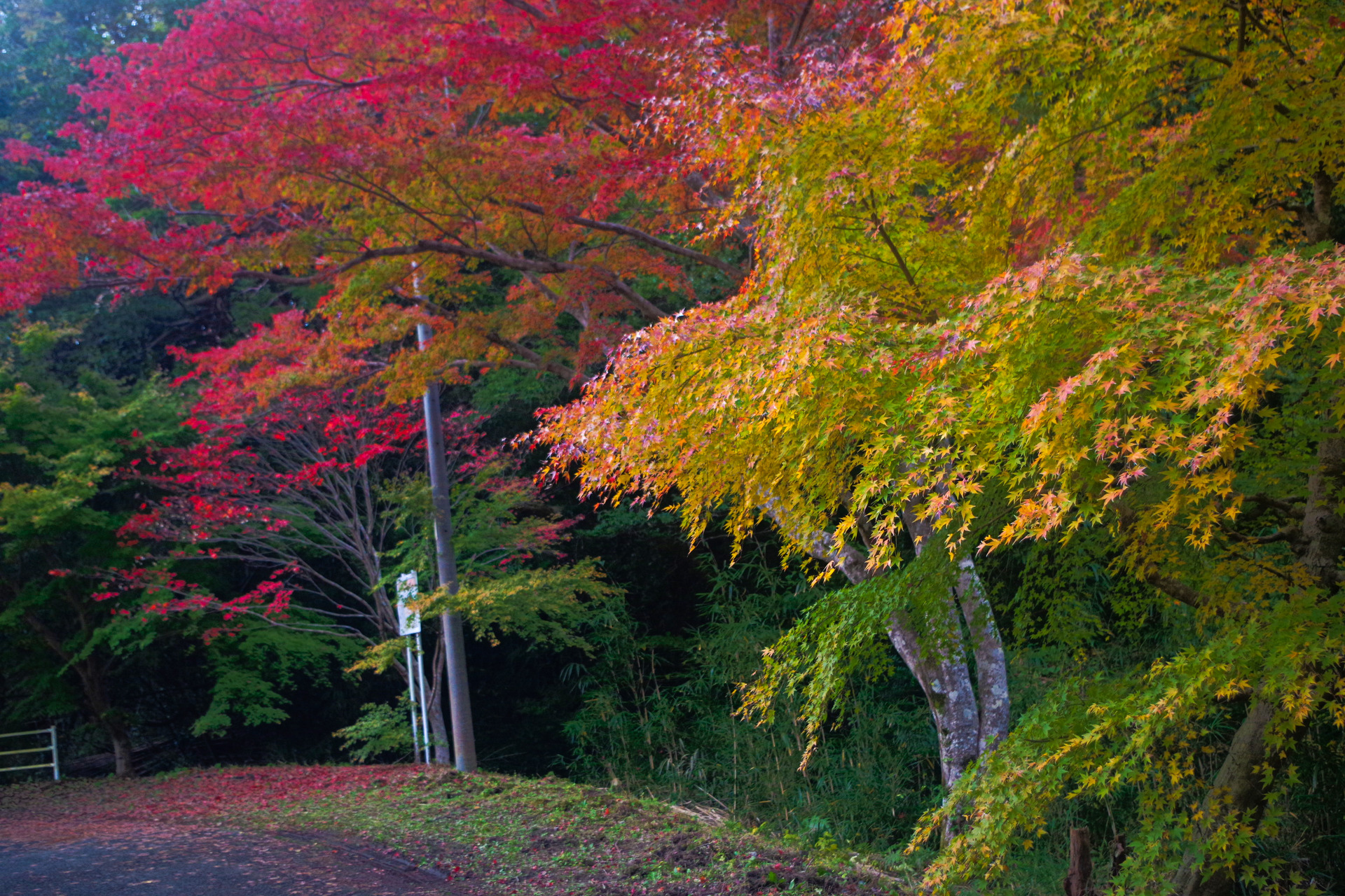 日本の風景 小松寺 参道の紅葉 壁紙19x1280 壁紙館