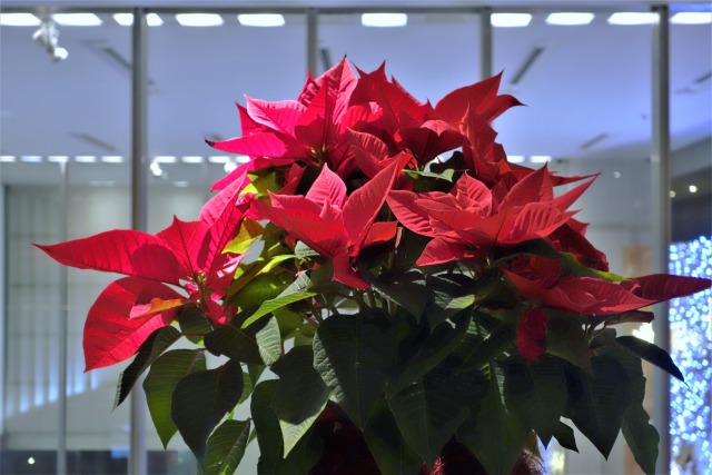 ポインセチア