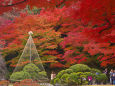 日本庭園の鮮やかな紅葉