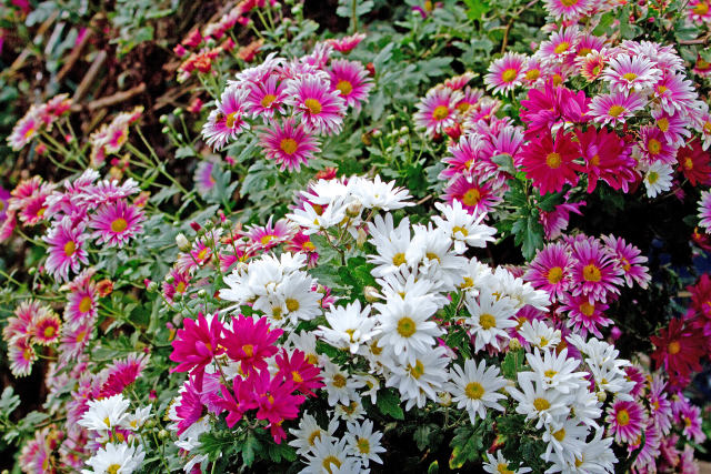 散歩道の花 1812-8-1