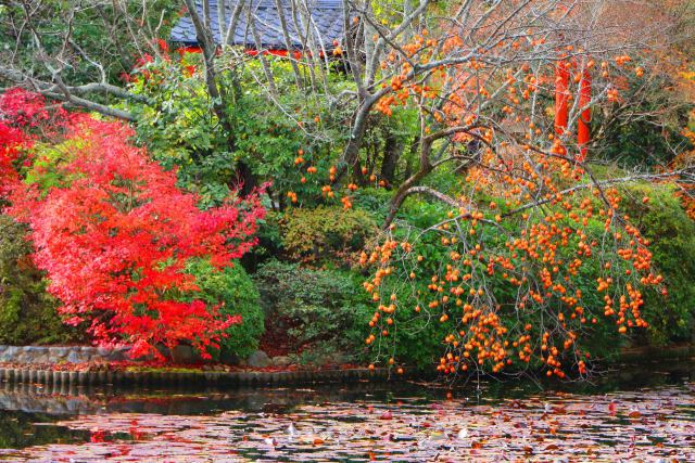 竜安寺紅葉