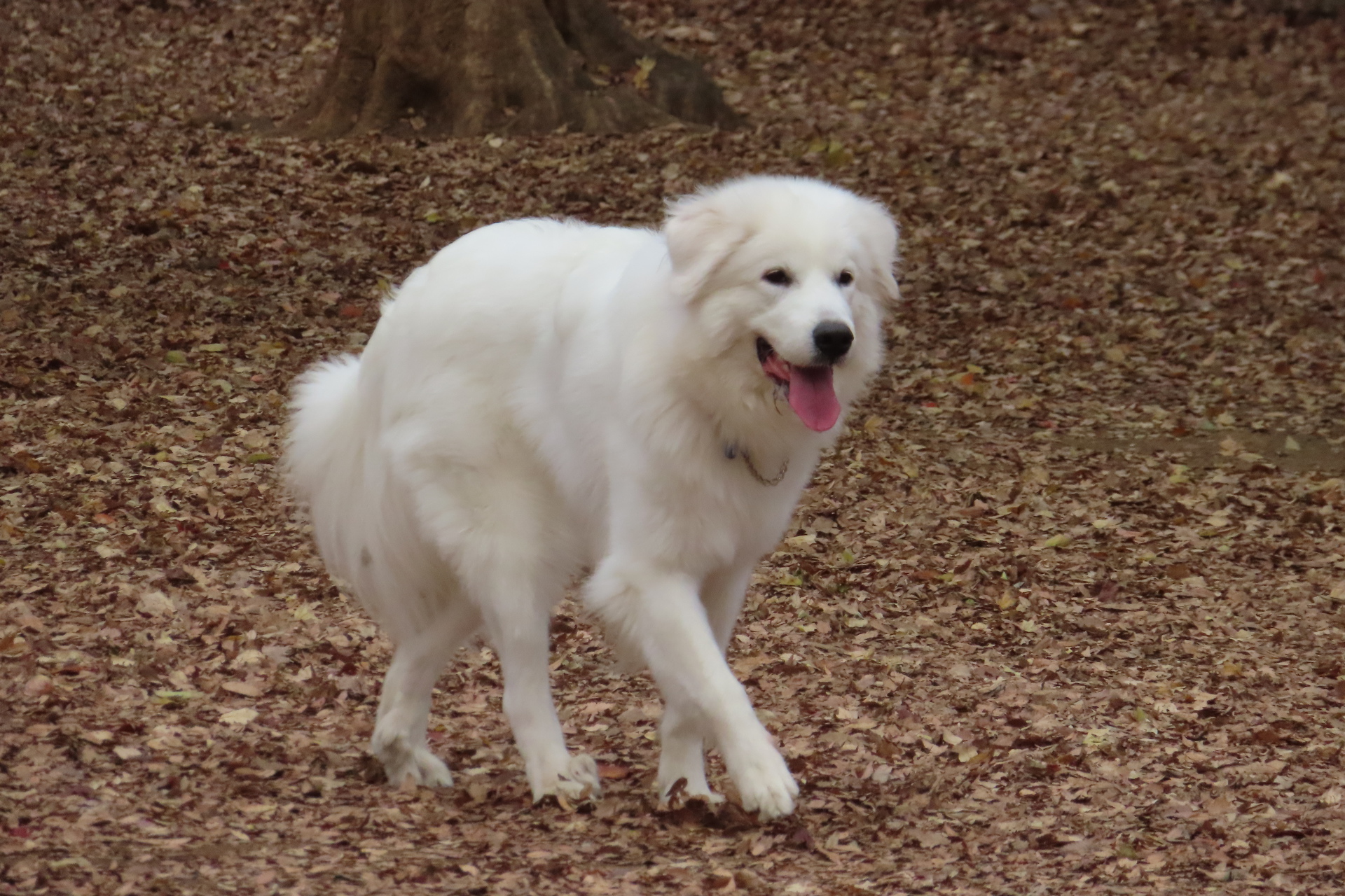 動物 犬 グレート ピレニーズ 壁紙19x1280 壁紙館