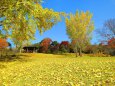 銀杏の葉散り敷く奈良公園