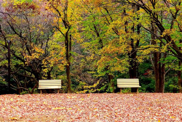 代々木公園のベンチ