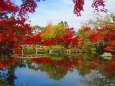 晩秋の京都永観堂放生池