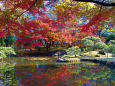 小石川後楽園 内庭の紅葉