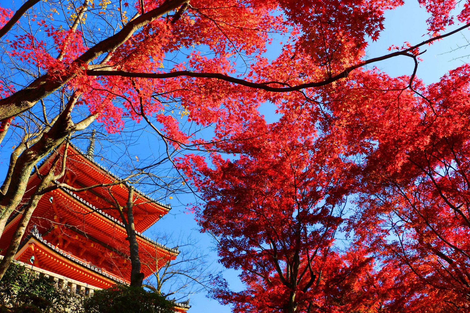 日本の風景 清水寺紅葉 壁紙19x1280 壁紙館