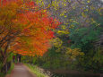 養老渓谷の紅葉