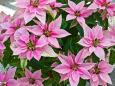 ポインセチア
