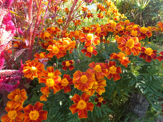 朝の花壇の花