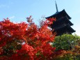 東寺紅葉