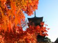 東寺紅葉