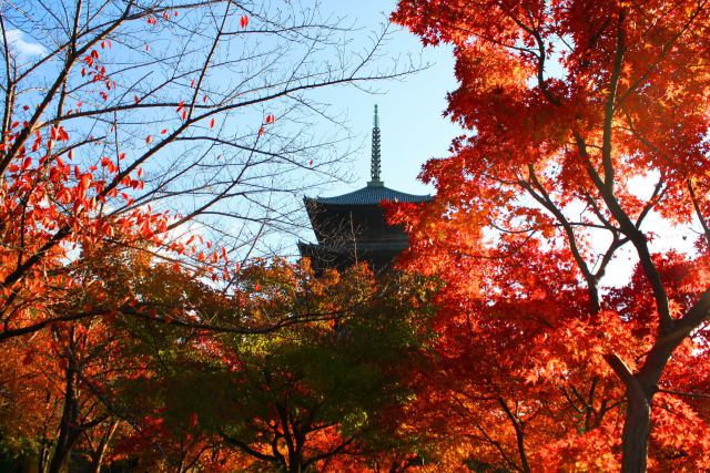 東寺紅葉