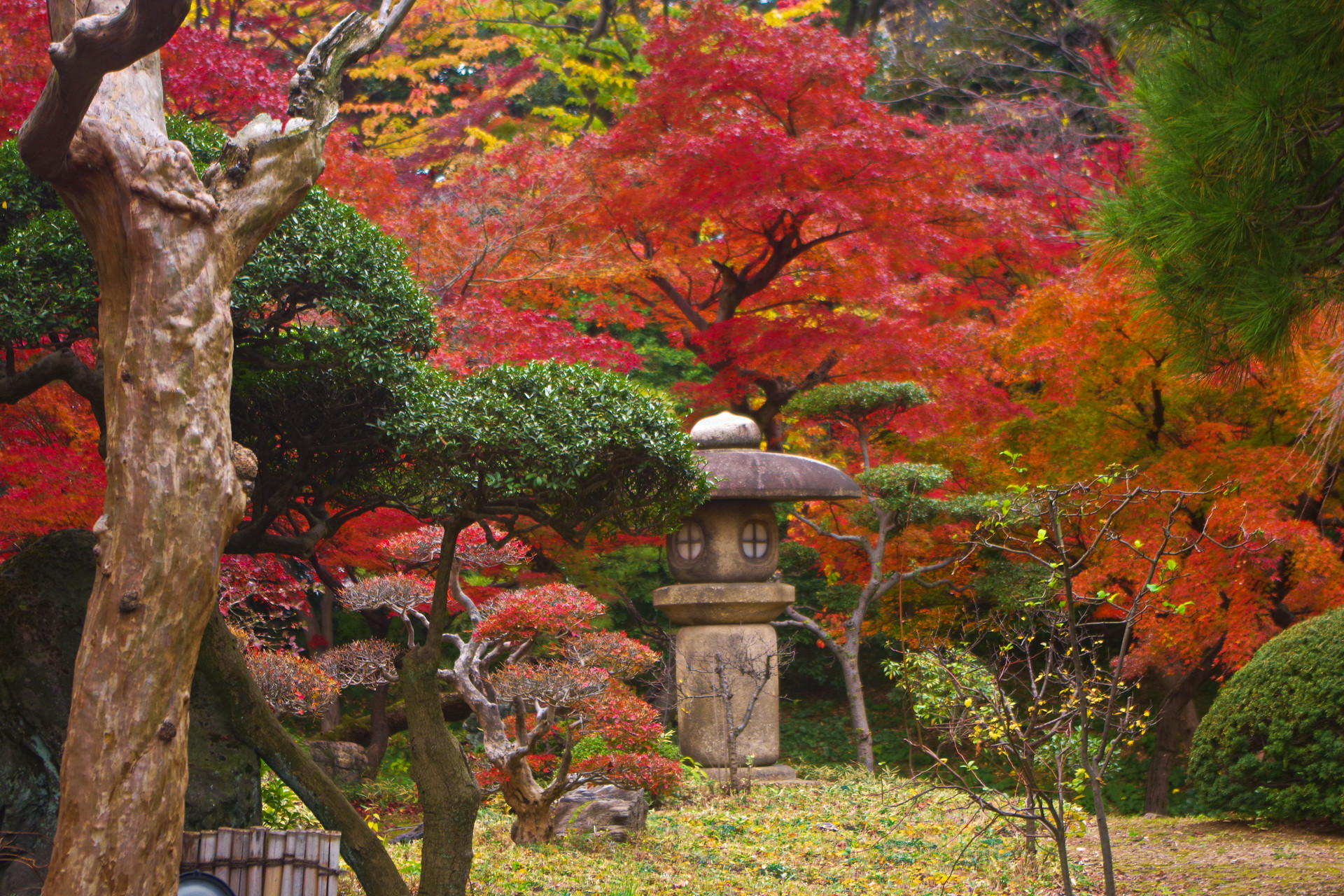 日本の風景 色づく日本庭園 壁紙19x1280 壁紙館