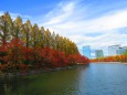 晩秋の大阪城公園