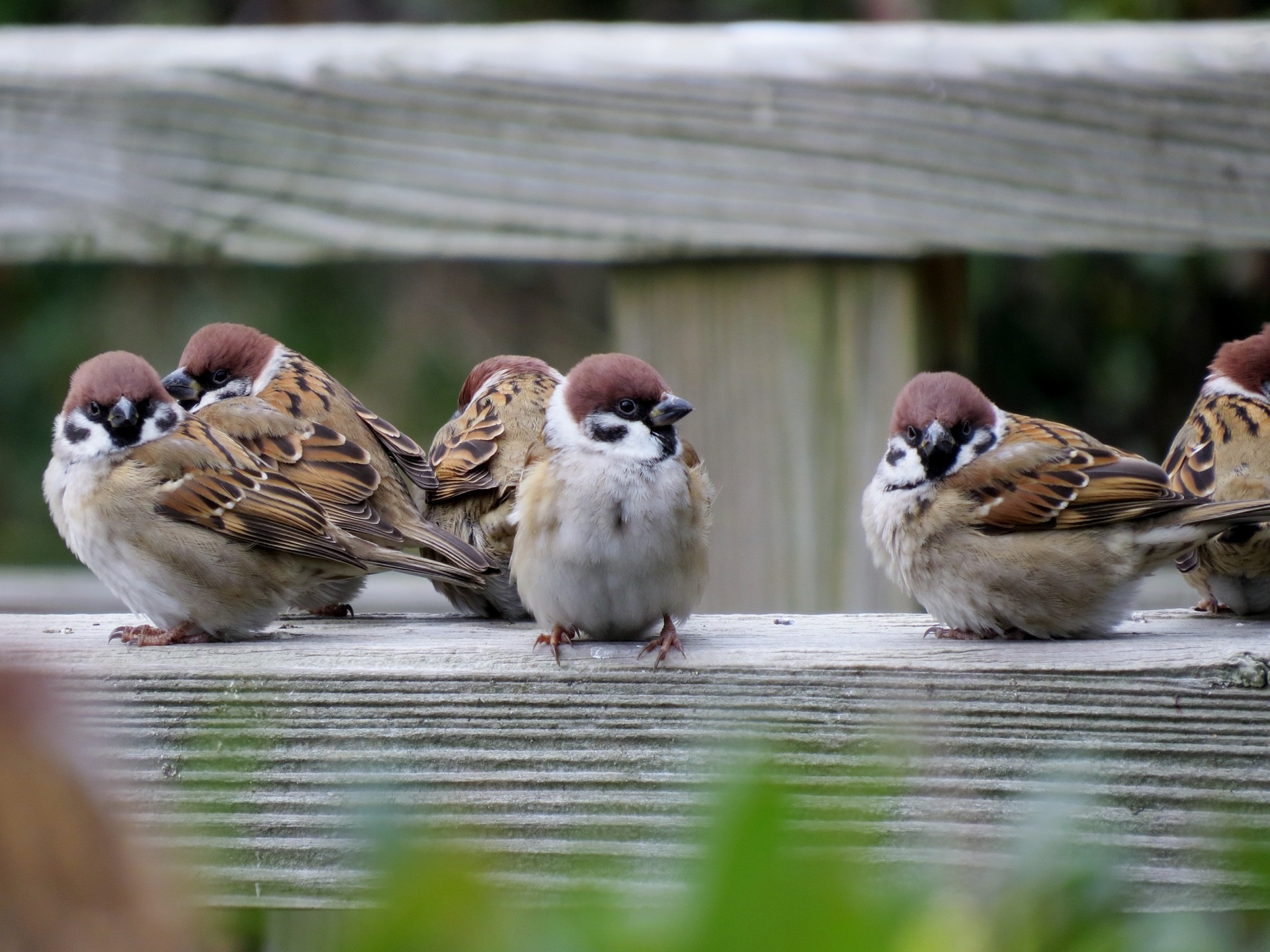 動物 鳥 ペンギン スズメ1 壁紙19x1440 壁紙館