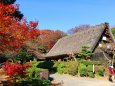 東山動植物園紅葉